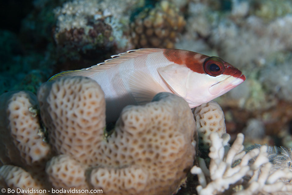 BD-150226-Sharm-6972-Epinephelus-fasciatus-(Forsskål.-1775)-[Blacktip-grouper.-Guldgrouper].jpg